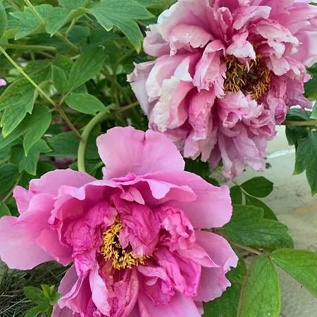 Fuege Vendeghaz Σπίτι διακοπών Csopak