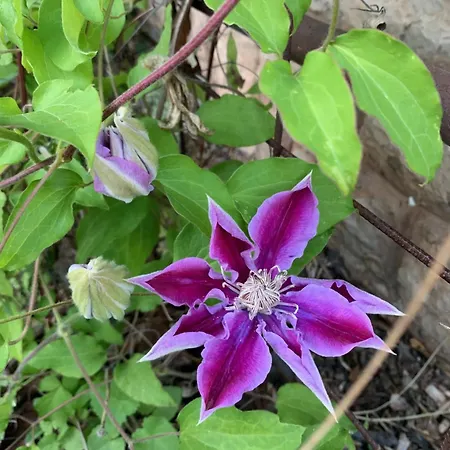 Fuege Vendeghaz Ferienhaus