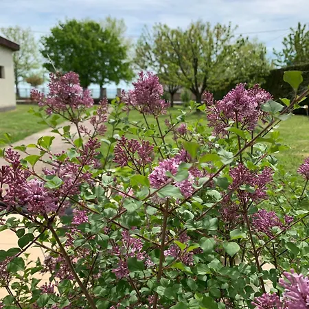 Fuege Vendeghaz * Csopak