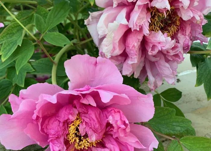 Fuege Vendeghaz Holiday home Csopak