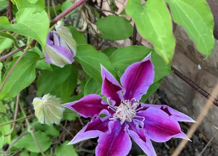 Fuege Vendeghaz 度假居