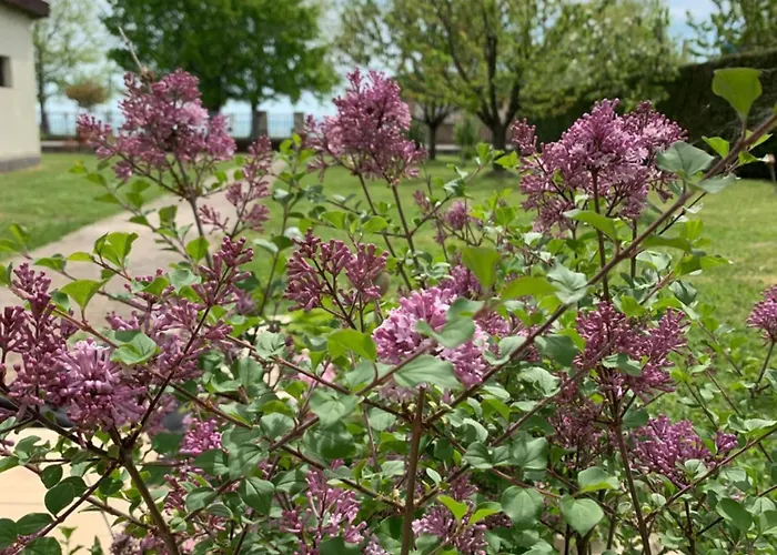 Fuege Vendeghaz * 乔保克